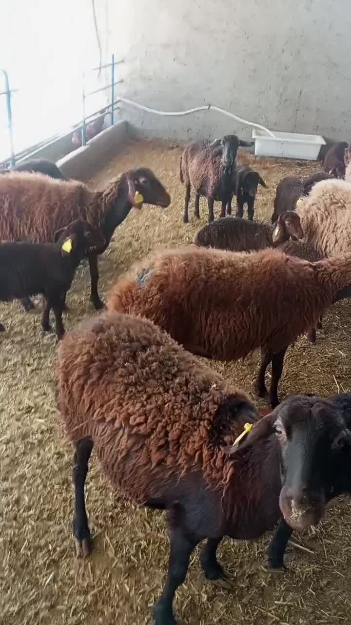 میش وبره|حیوانات مزرعه|مشهد, شمس آباد|دیوار