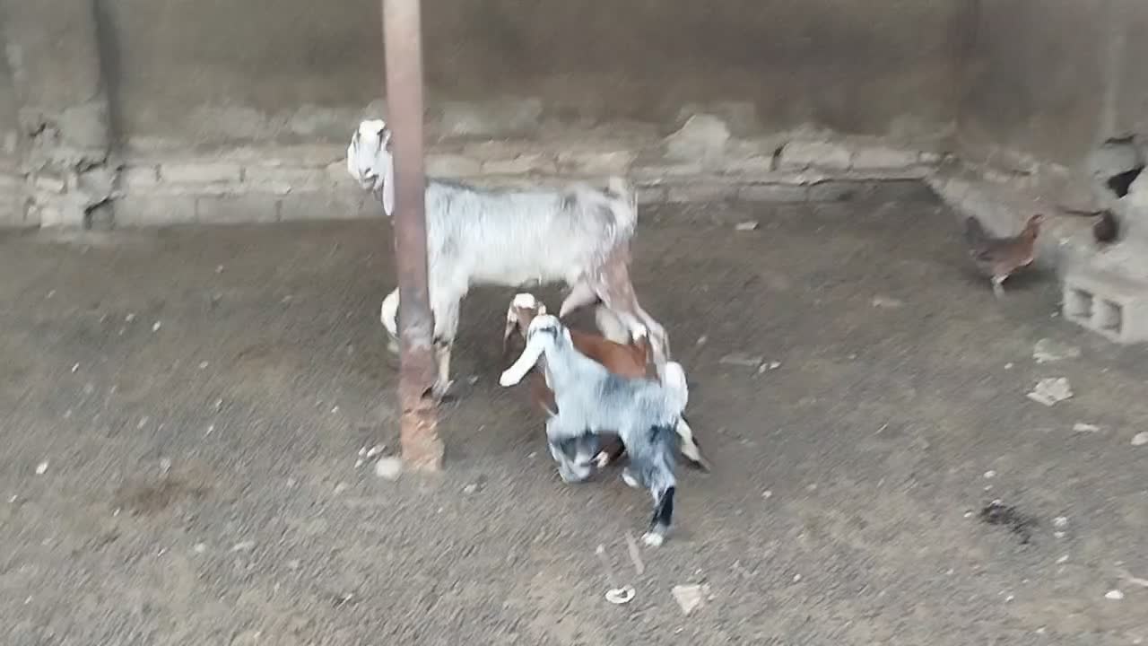 طوقلی گوسفند دوقولوزا|حیوانات مزرعه|گنبد کاووس, |دیوار