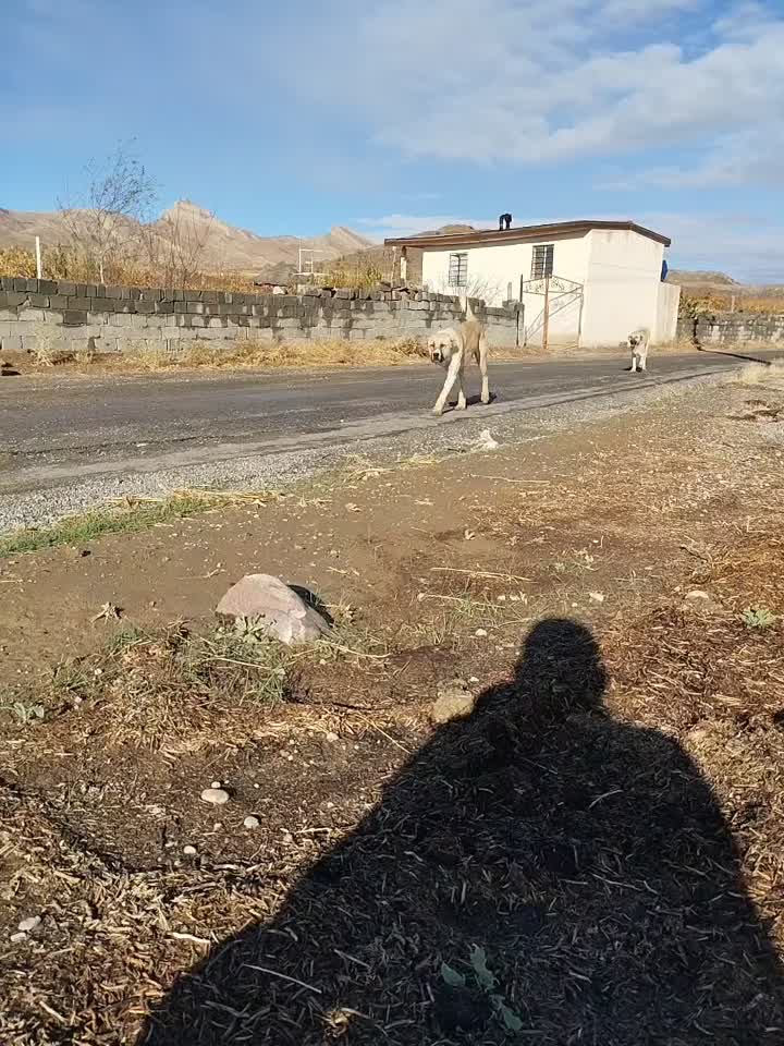 توله عراقی ۱۴ ماهه|سگ|نوشین شهر, |دیوار