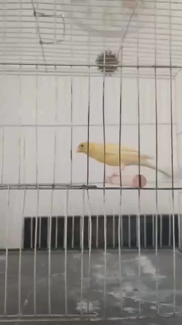 قناری خانگی یسر|پرنده|شیراز, گل سرخ|دیوار