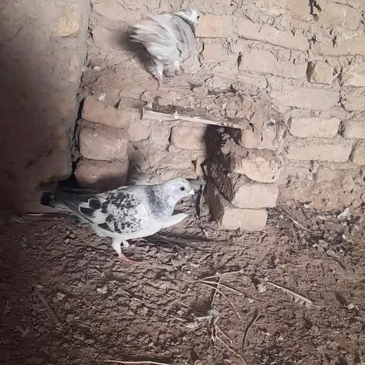 نره لایی|پرنده|نیمروز, |دیوار