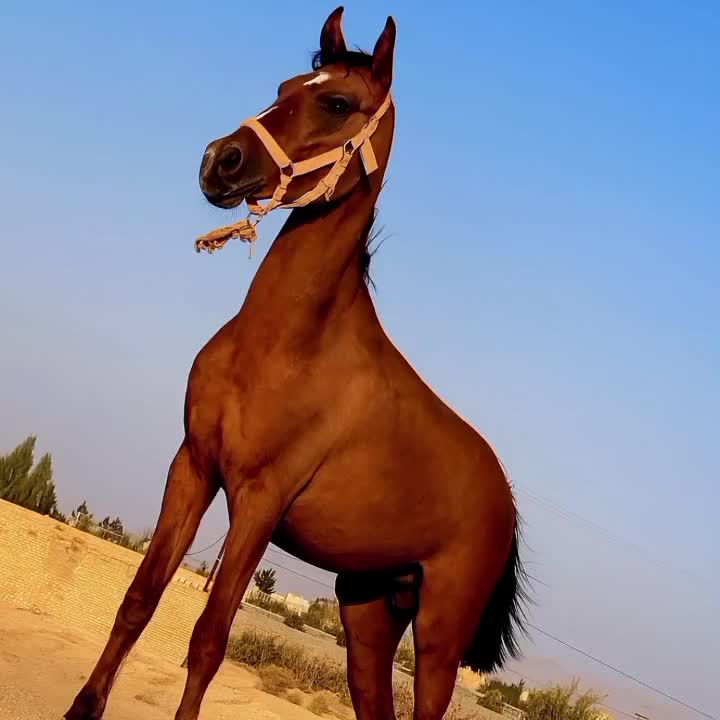 اسب نریان|اسب و تجهیزات اسبسواری|مهریز, |دیوار