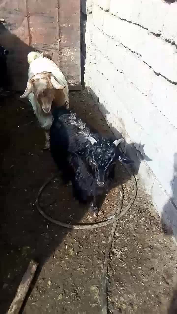 بزغاله|حیوانات مزرعه|بیرجند, |دیوار