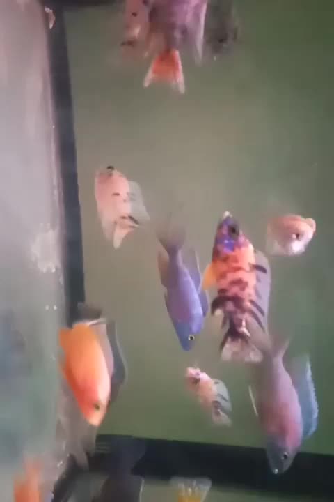 ماهی سیچلاید رنگی|ماهی|کاشان, گارزگاه|دیوار