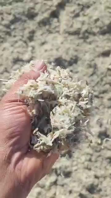 تفاله چغندر خوراک دام میش بره|لوازم جانبی حیوانات|مشهد مرغاب, |دیوار