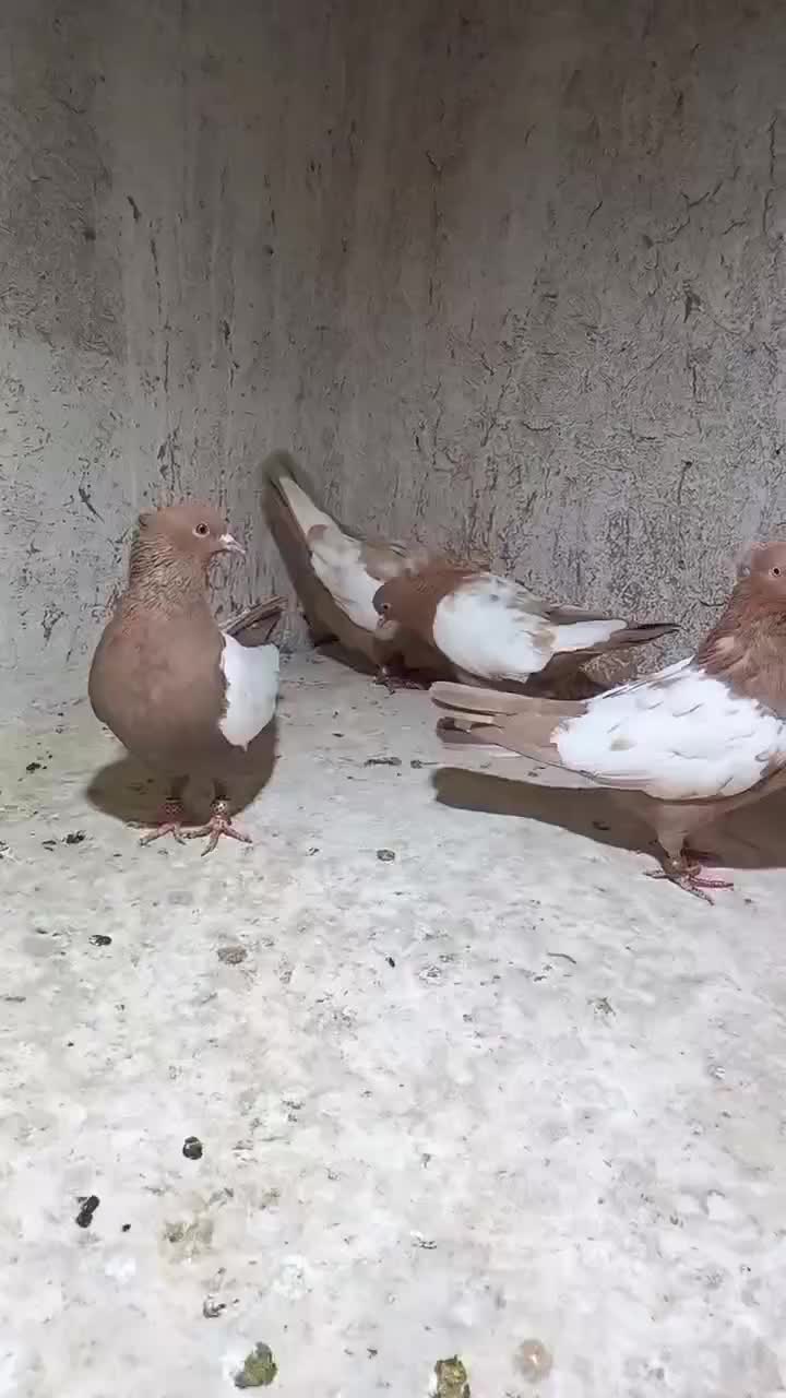 کبوتر سینه زرد|پرنده|تربت جام, بهشت نبی|دیوار