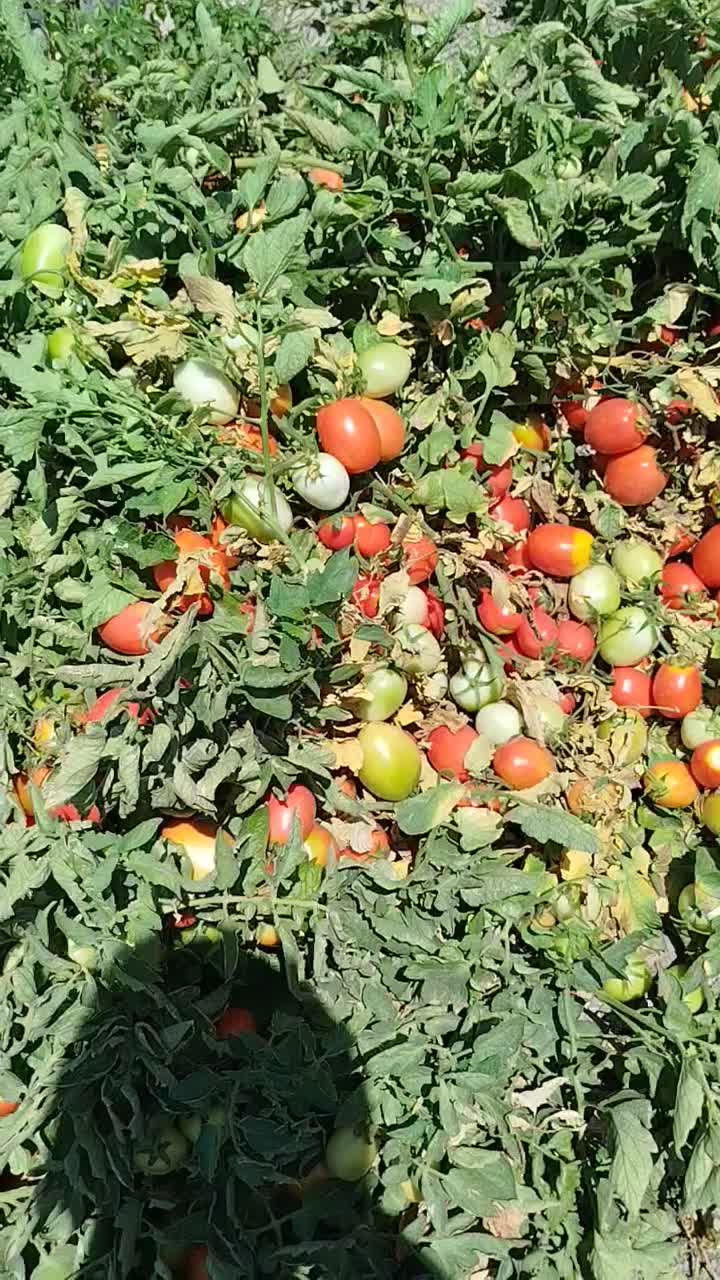 اجاره زمین کشاورزی|اجارهٔ دفتر صنعتی، کشاورزی، تجاری|درودزن, |دیوار