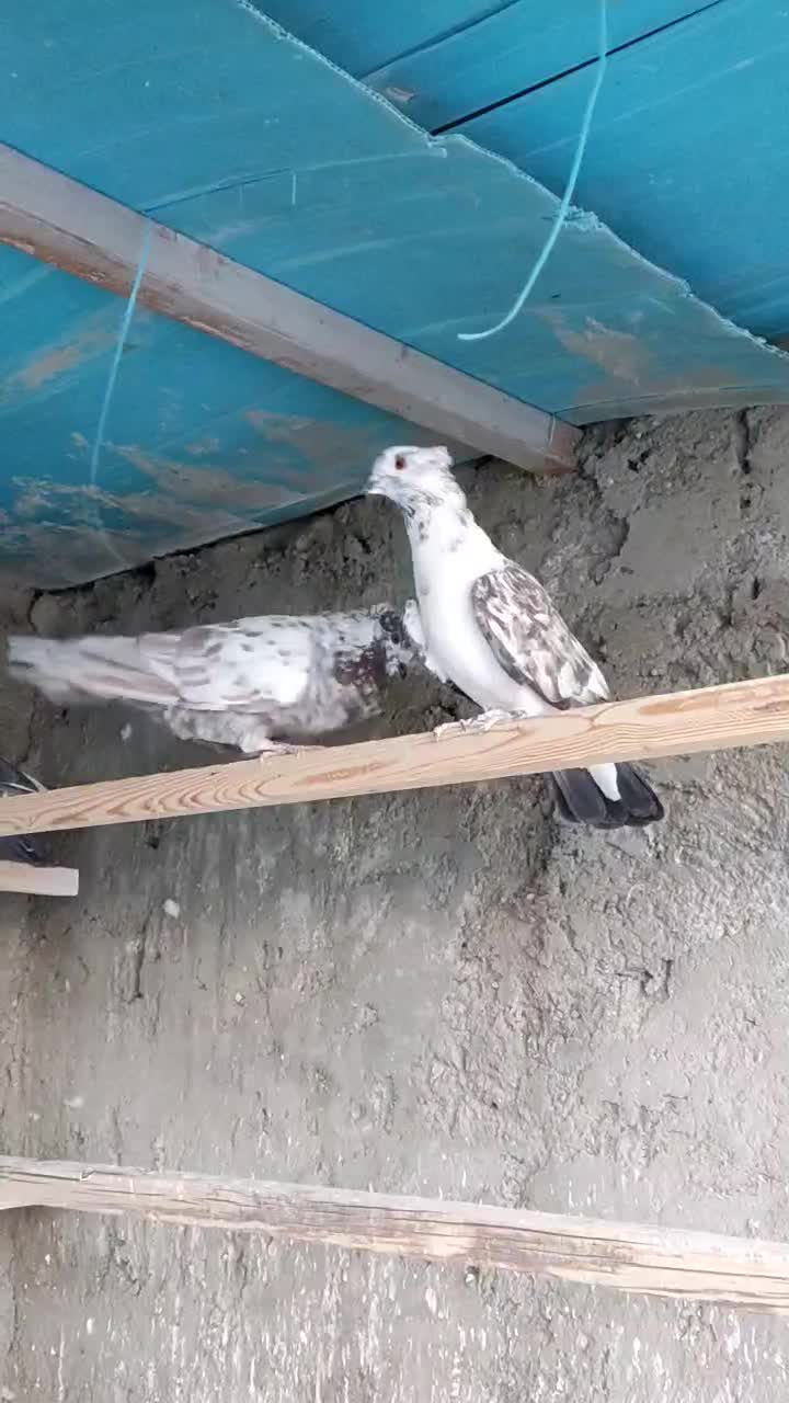 کبوتر پرشی|پرنده|اصفهان, حصه جنوبی|دیوار