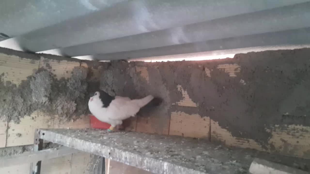 دوتا کفتر خال سرخ و سیاه|پرنده|چهاردانگه (تهران), |دیوار