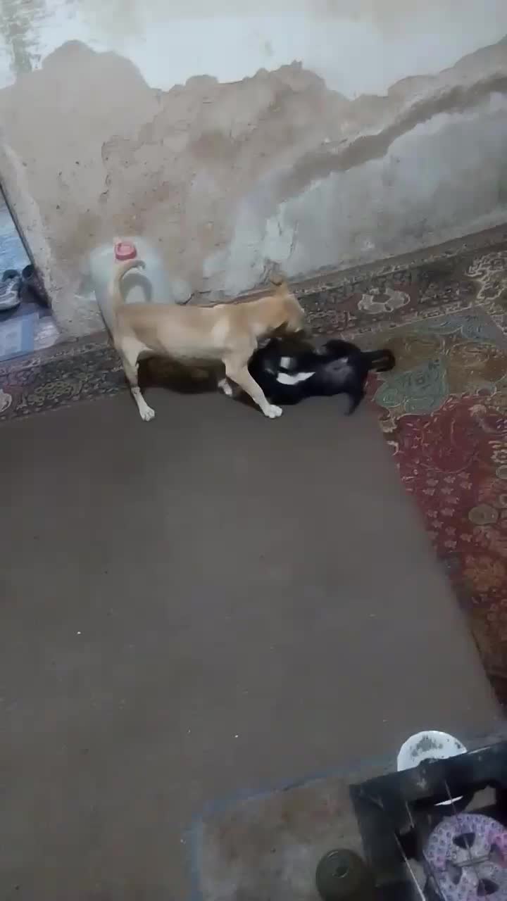 سگ پاکوتاه|حیوانات|قوچان, |دیوار