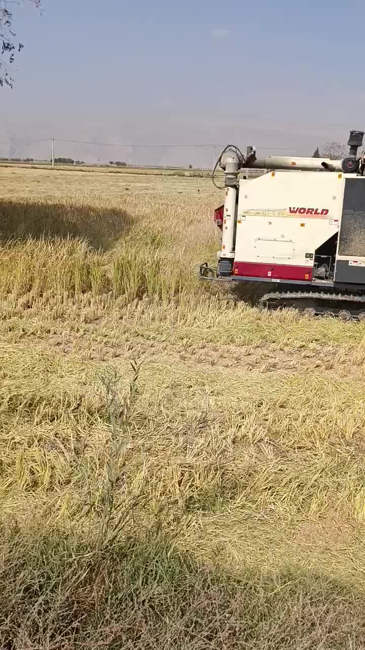 برنج کامفیروزی درجه یک بشرط|خوردنی و آشامیدنی|شیراز, طلاب|دیوار