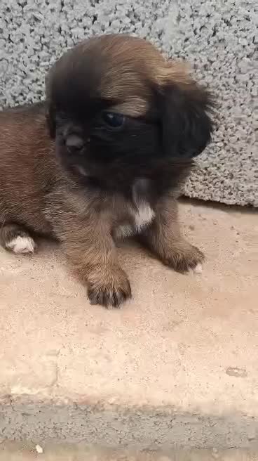 پیکینیز|سگ|اهواز, دانشگاه چمران|دیوار