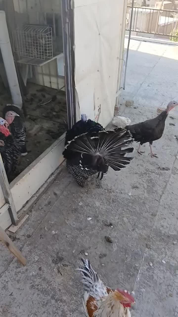 بوغلمون برنز نر|حیوانات مزرعه|کرج, اسلامآباد|دیوار