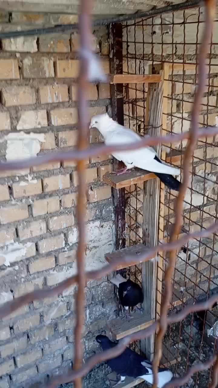 کبوتر|حیوانات|اهواز, حصیرآباد|دیوار