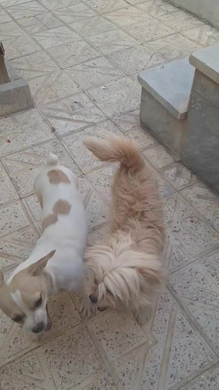 واگذاری جک راسل|سگ|اصفهان, بهارستان|دیوار