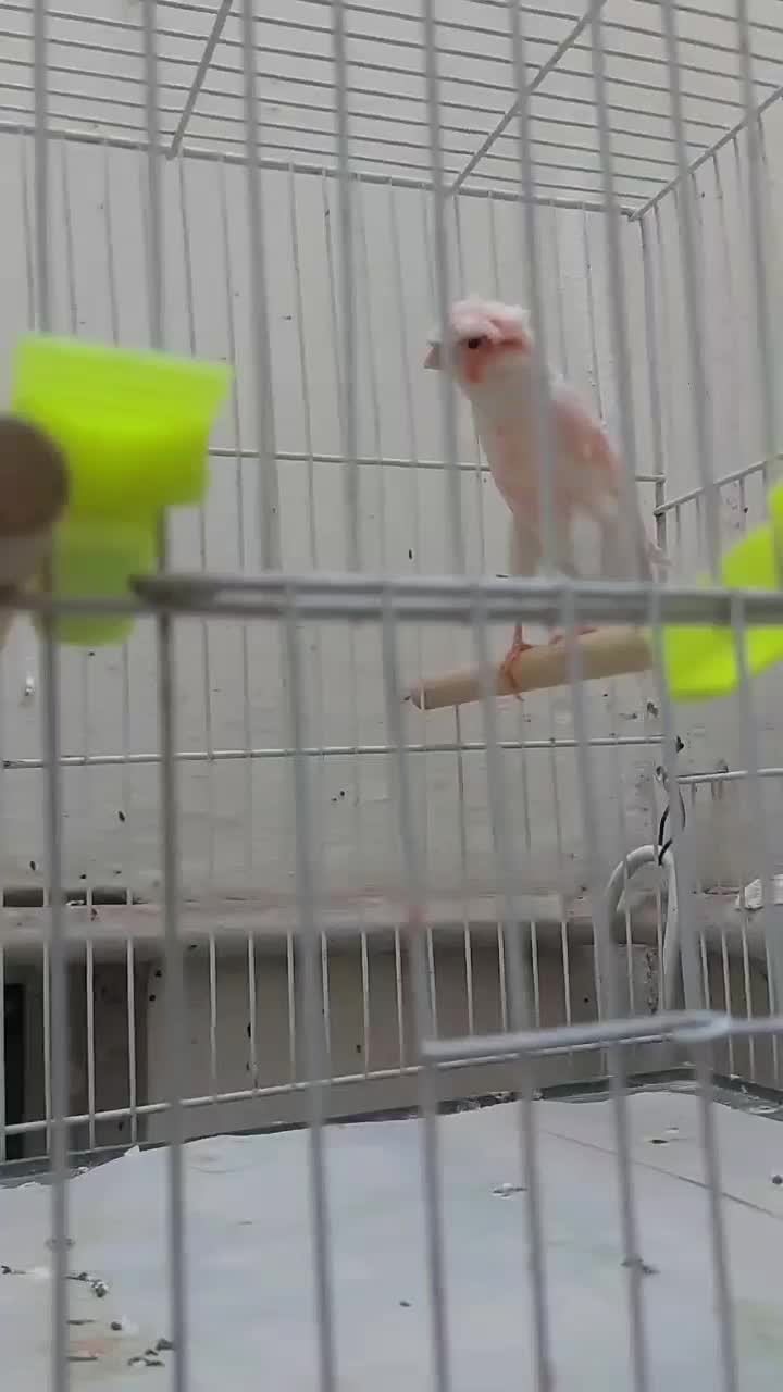 قناری رد فاکتور وموزایکی اورجینال|پرنده|مشهد, رسالت|دیوار