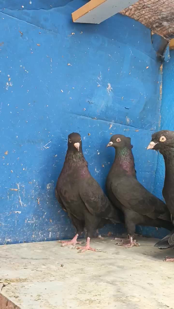 شش جفت بوشهری|پرنده|شبانکاره, |دیوار