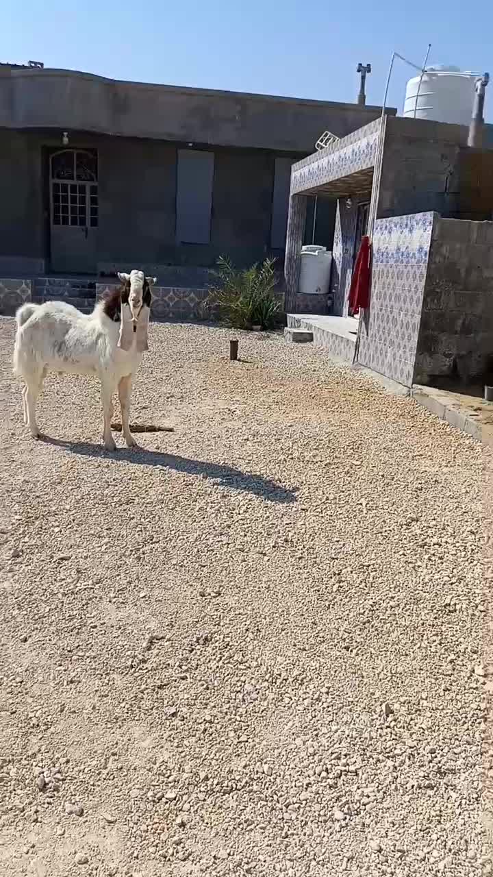 فروشی|حیوانات مزرعه|گله دار, |دیوار