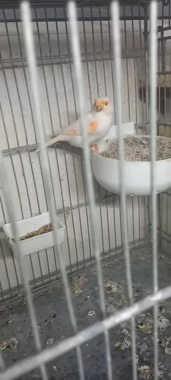 قناری ماده|پرنده|محمدشهر, شهرک پیام (مهرالبرز)|دیوار