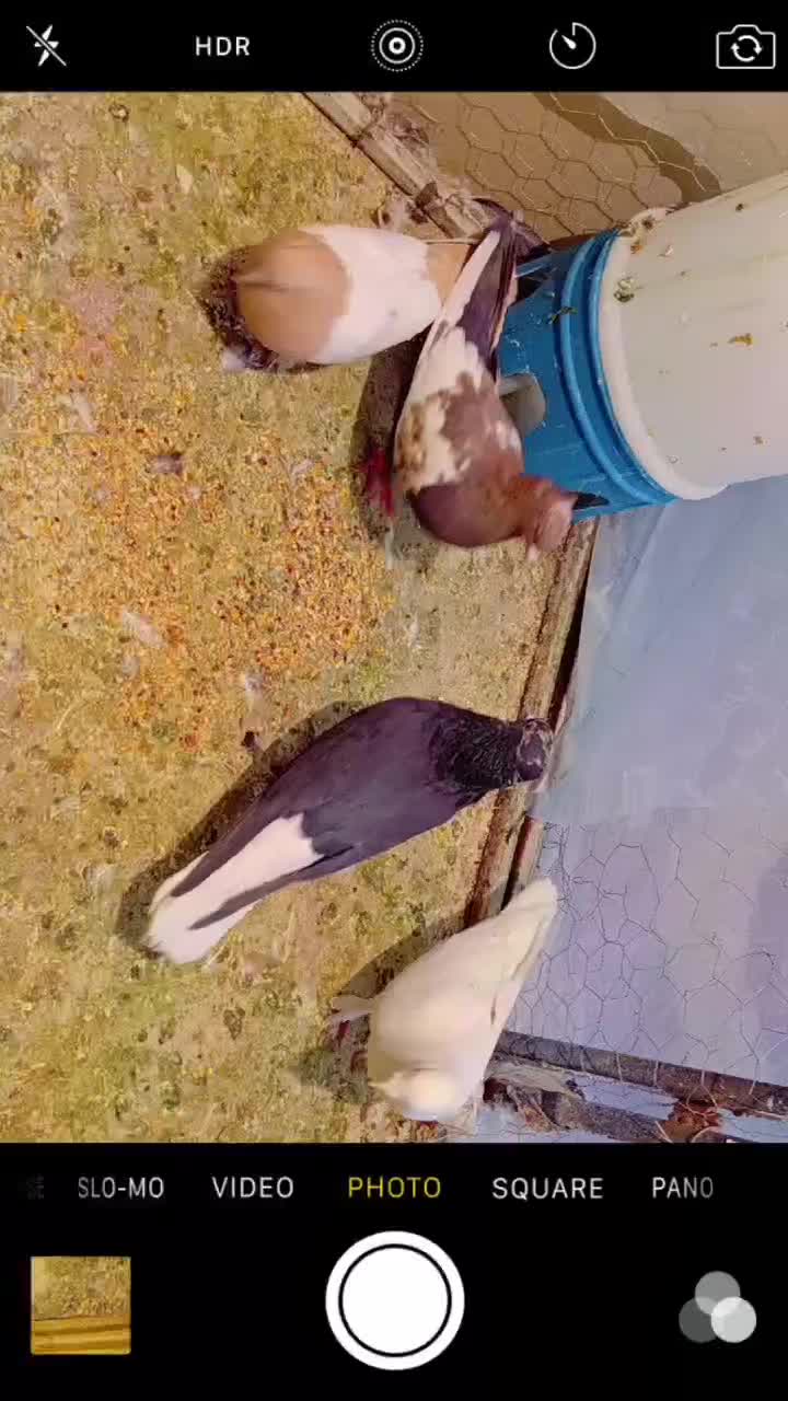 کفتر رنگی سینه دم سفید|پرنده|شیراز, نارنجستان|دیوار