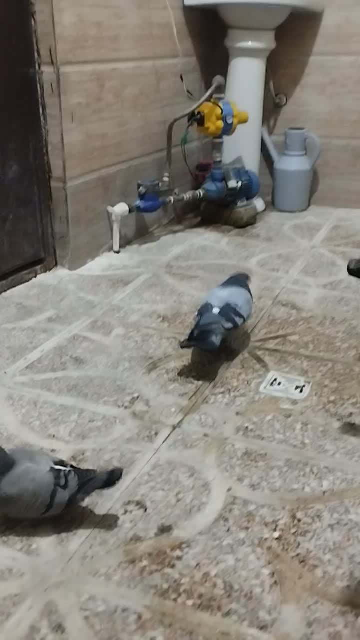 کفتر|پرنده|رباط‌کریم, الارد|دیوار