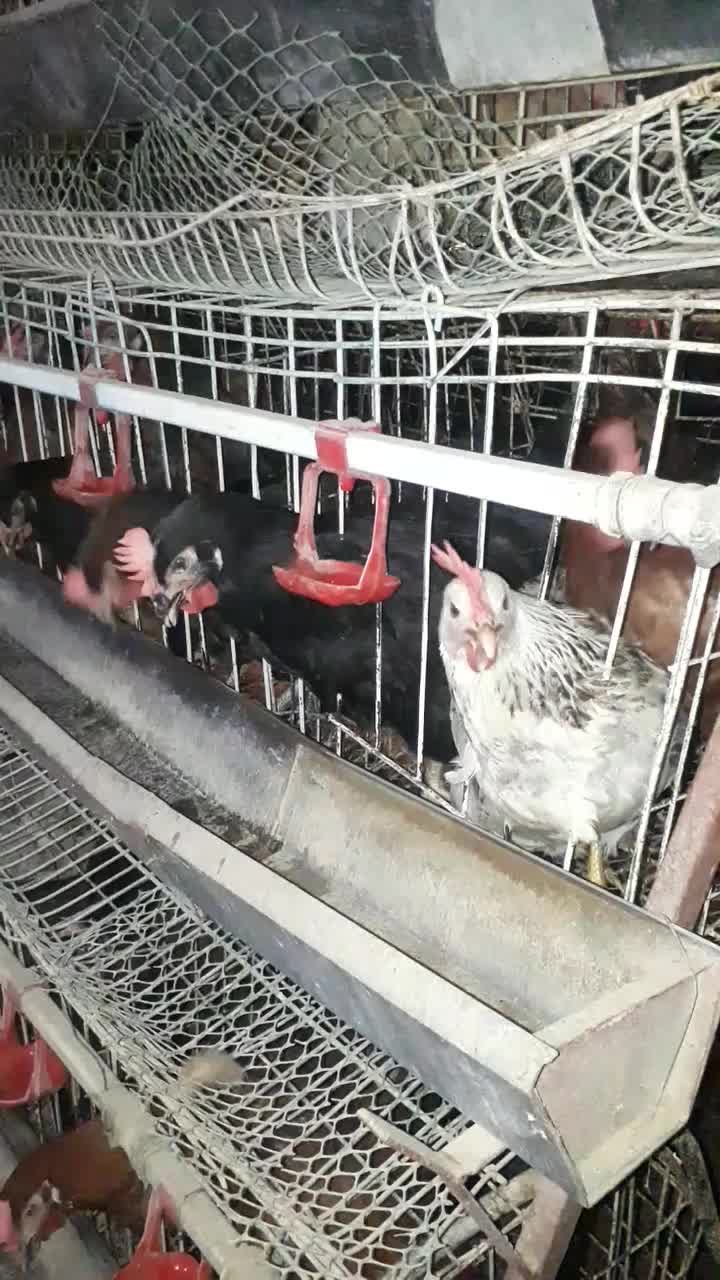 شونه ای ۲۷۰دونه۹ باپیک رایگان عکس وفیلم ملاحظه شود|خوردنی و آشامیدنی|قم, شاه ابراهیم|دیوار