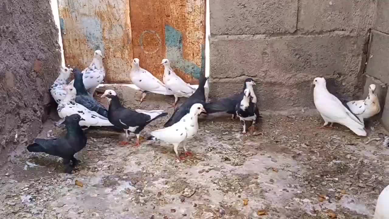 کفتر توافقی|پرنده|بهاباد, |دیوار