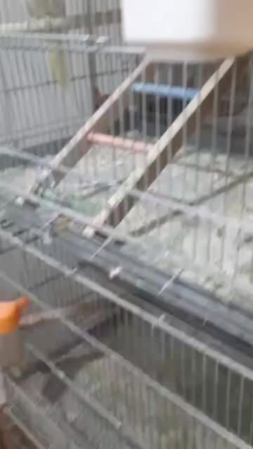 عروس هلندی|پرنده|ملایر, |دیوار