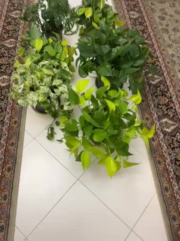 پتوس حصیری پتوس مرمری اسکاندیس غوره ای فلوریدا|گل و گیاه طبیعی|مشهد, دانشجو|دیوار