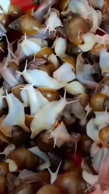 جوجه حلزون ۵ ماهه و خاویار حلزون|خزنده|ملایر, |دیوار