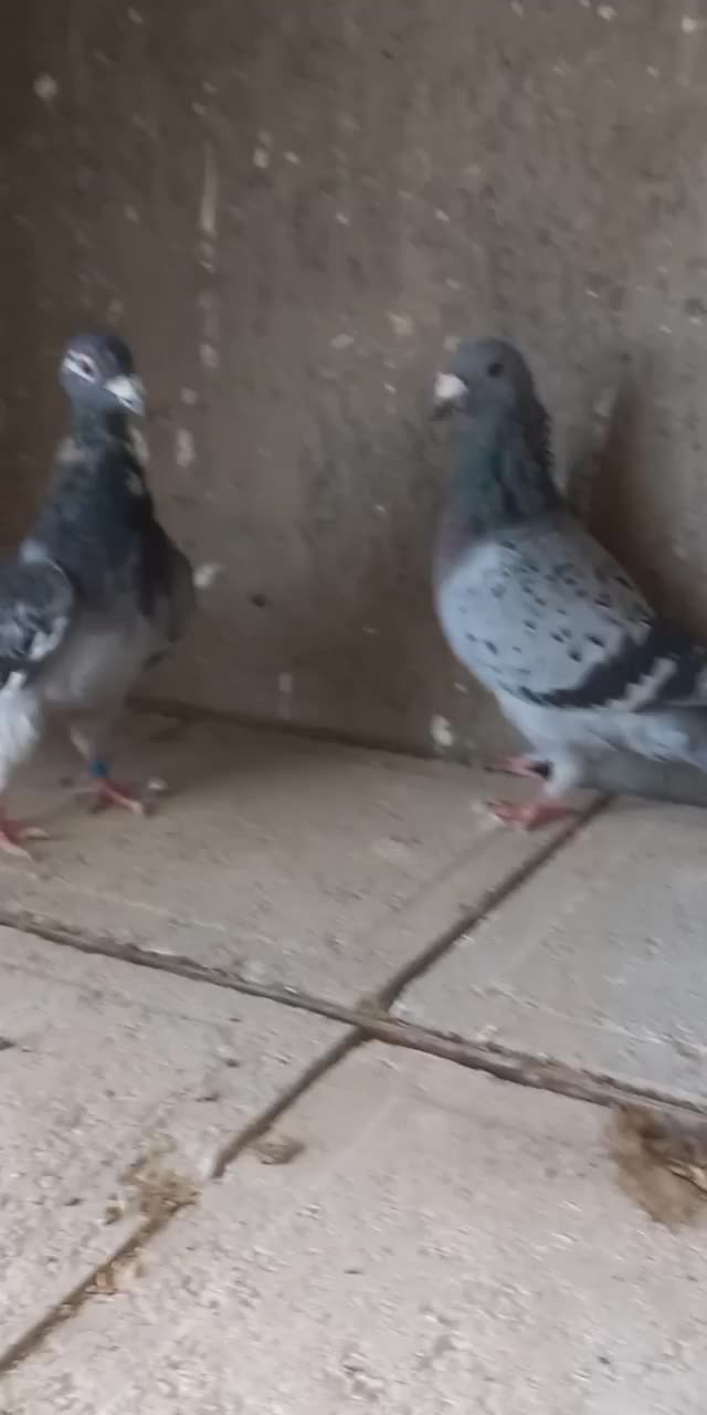 کفتر آلمانی مسافتی|پرنده|نیشابور, شهید بهشتی|دیوار