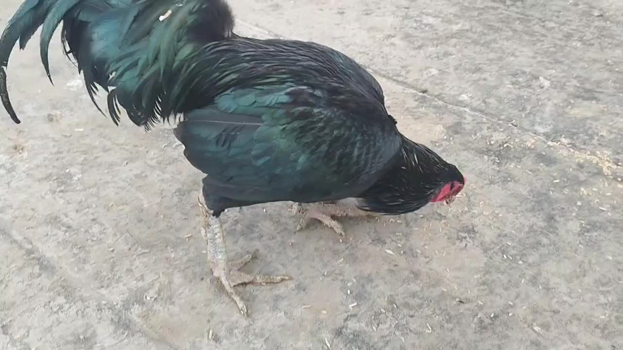 خروس|حیوانات مزرعه|نقده, |دیوار