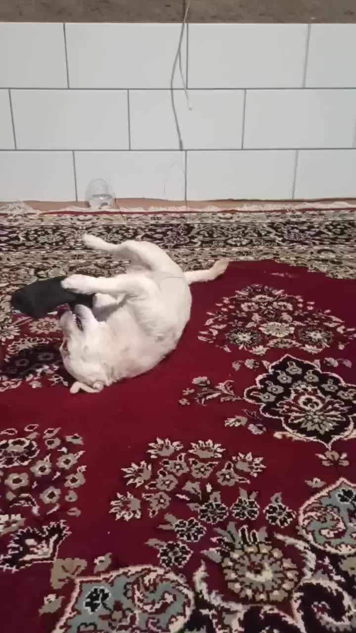 گم شده|حیوانات|فسا, |دیوار