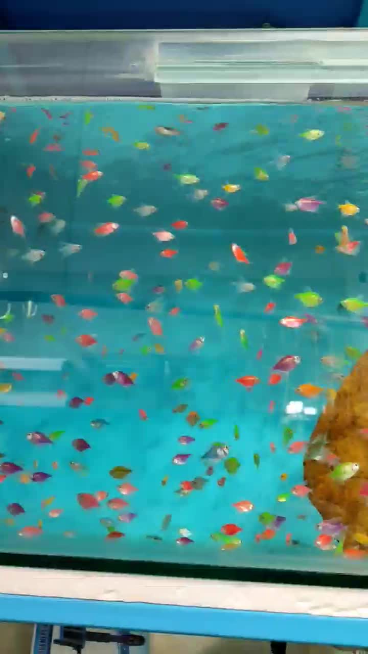 کالر 30 تا بخر 60 تا ببر|ماهی|مشهد, دوست آباد|دیوار