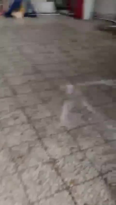 اجاره سوله صنعتی ۶۰۰ متری|اجارهٔ دفتر صنعتی، کشاورزی، تجاری|شفت, |دیوار