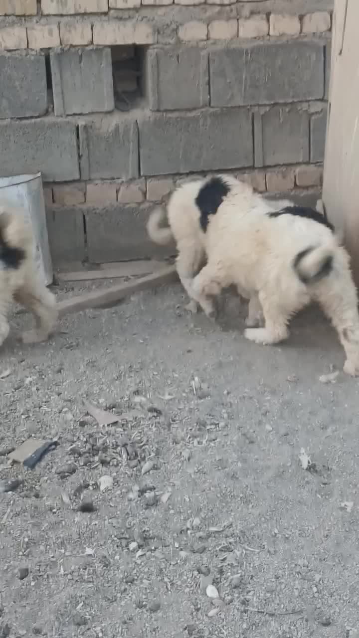 سگ قدرجونی|سگ|خوانسار, |دیوار