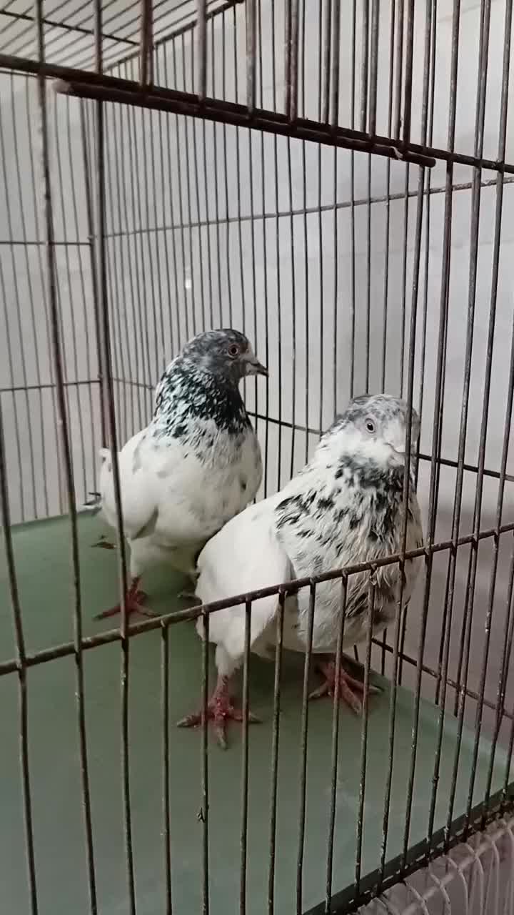 چهر جفت کفتر ناب|پرنده|کرج, کوی امامیه|دیوار