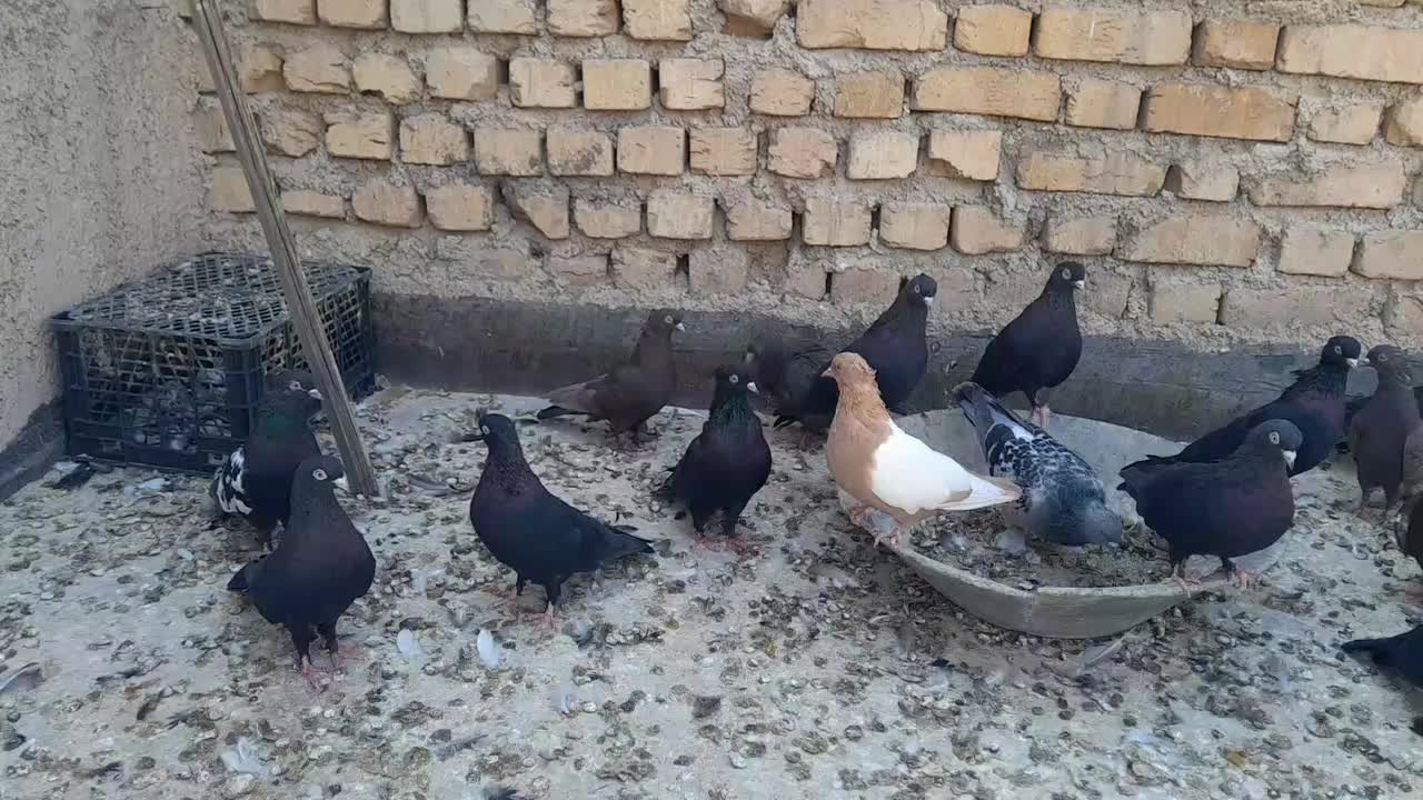 تعدادی ماده بزن سیاه سرکه ای دمسفید سینه زرد سبز|پرنده|شیراز, ریشمک|دیوار