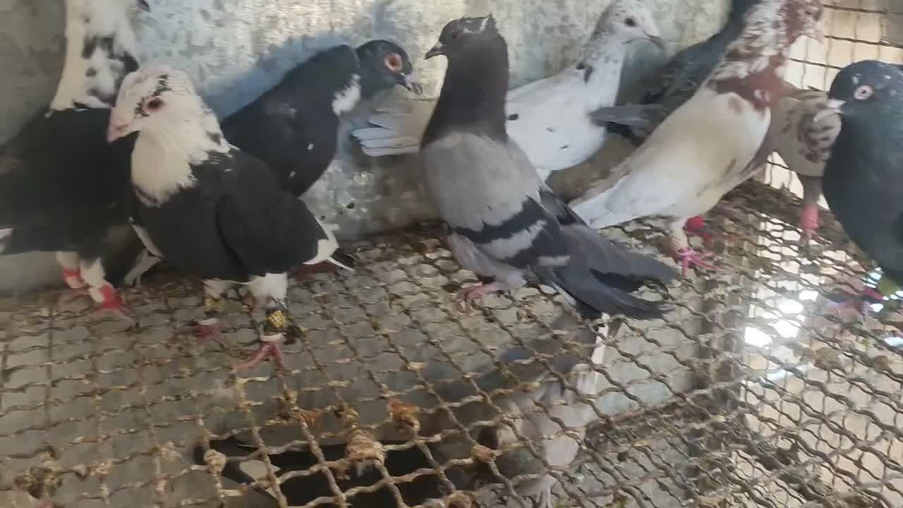 کفتر دسته ۹تایی|پرنده|شیراز, دلجو|دیوار