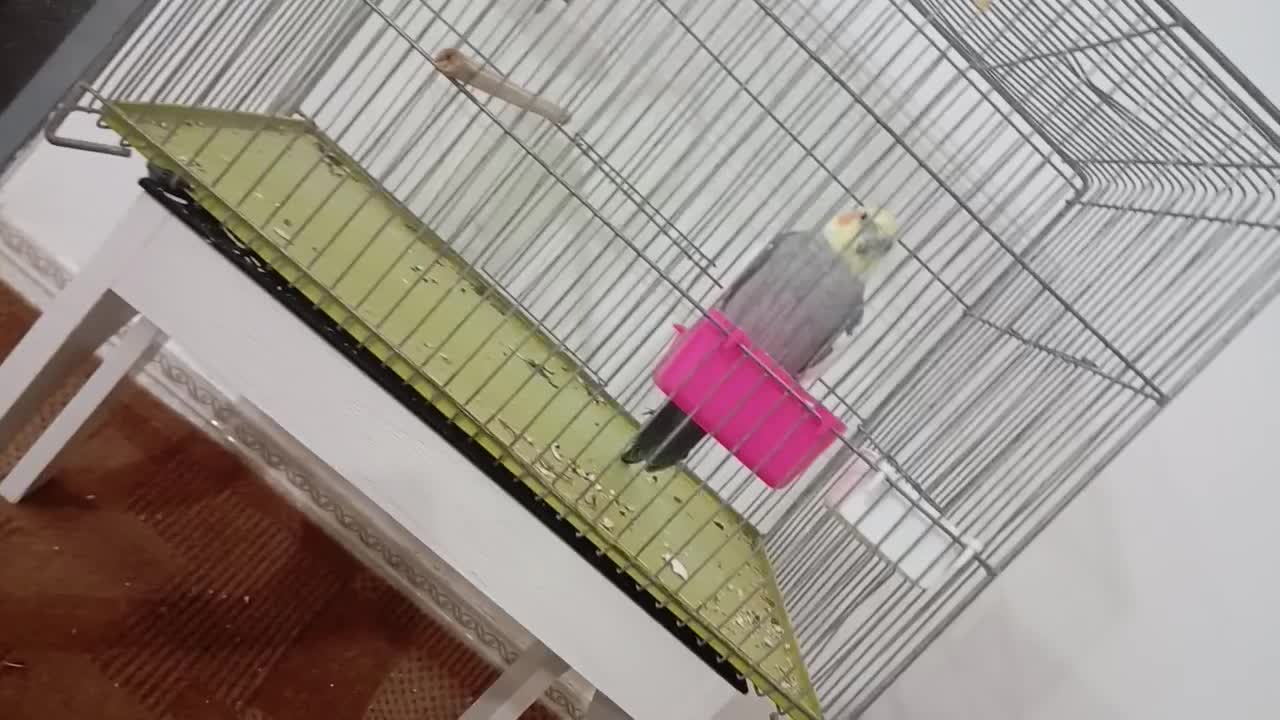 عروس هلندی کلام بالا|پرنده|خمین, |دیوار