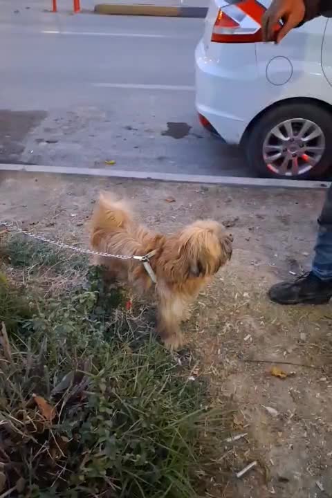 معاوضه سگ با پرنده|سگ|اصفهان, شهرک کاوه|دیوار