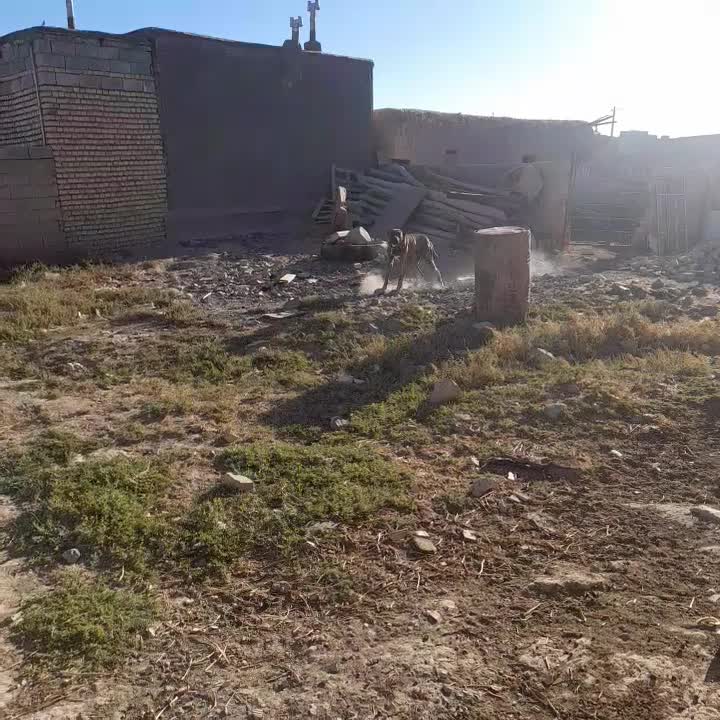 سگ نگهبان|سگ|جلگه رخ, |دیوار