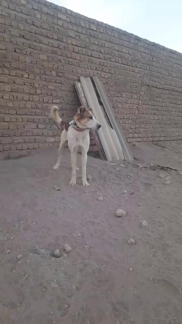 سگ نرسرابی|سگ|قم, کلهری|دیوار