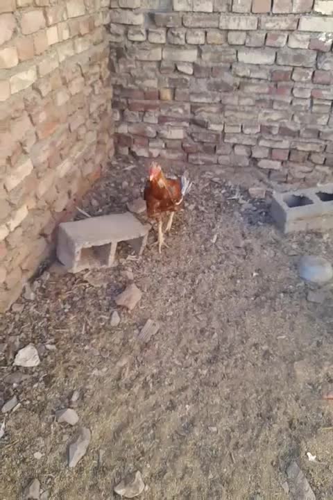 خروس لاری و یه مرغ ولایتی|حیوانات مزرعه|قهستان, |دیوار