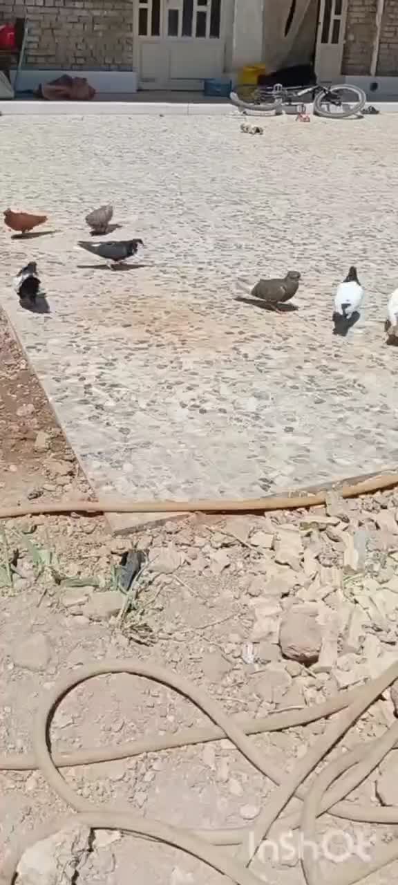کفتر|پرنده|اهواز, نادری|دیوار
