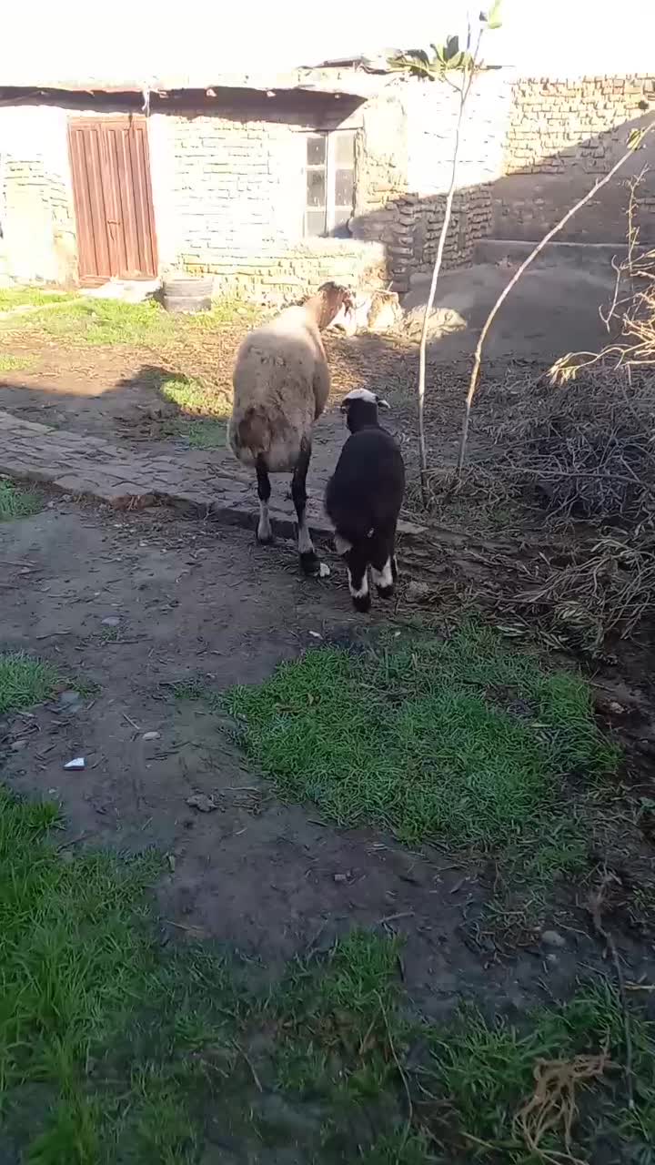 گوسفند خوش خوراک هیکلی درشت با بره شیرمست|حیوانات مزرعه|گمیشان, |دیوار