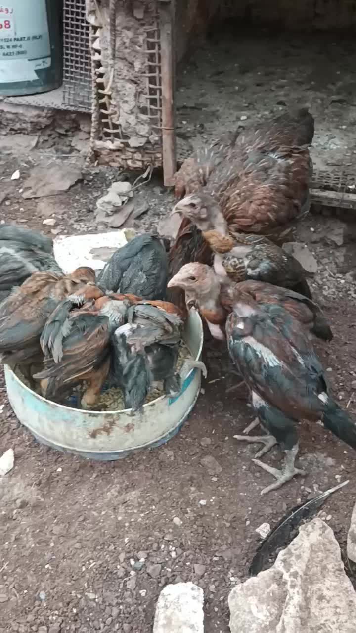 جوجه لاری افغان با مرغ|حیوانات مزرعه|رشت, لاکان|دیوار