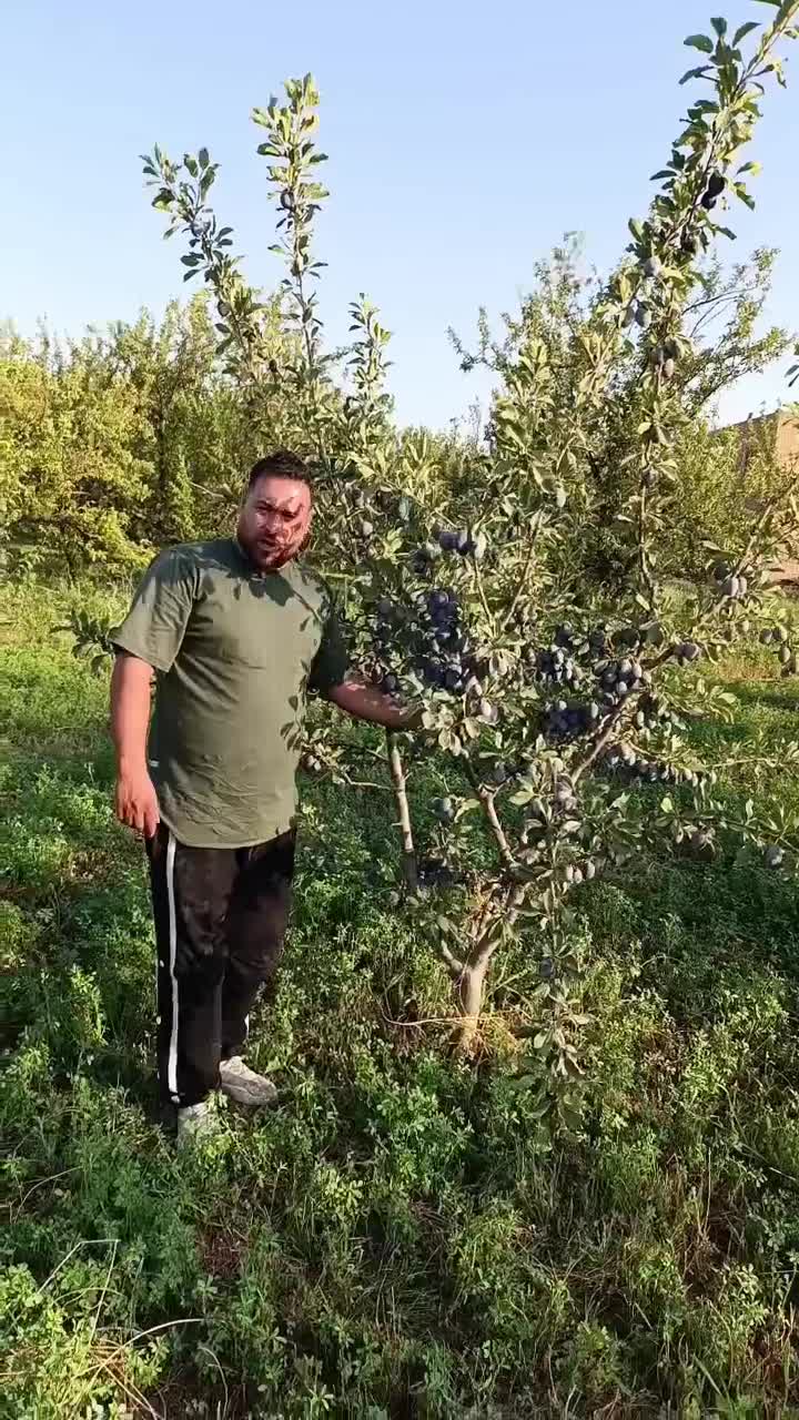 نهال و درختان ۷ساله با ریشه های زیاد وگیرایی واقعی|خدمات باغبانی و درختکاری|شیراز, درکی|دیوار