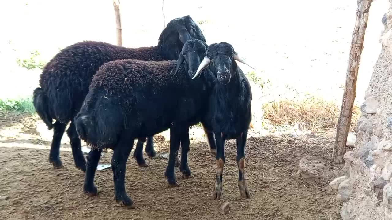 قوچ قره قزل|حیوانات مزرعه|ماهنشان, |دیوار