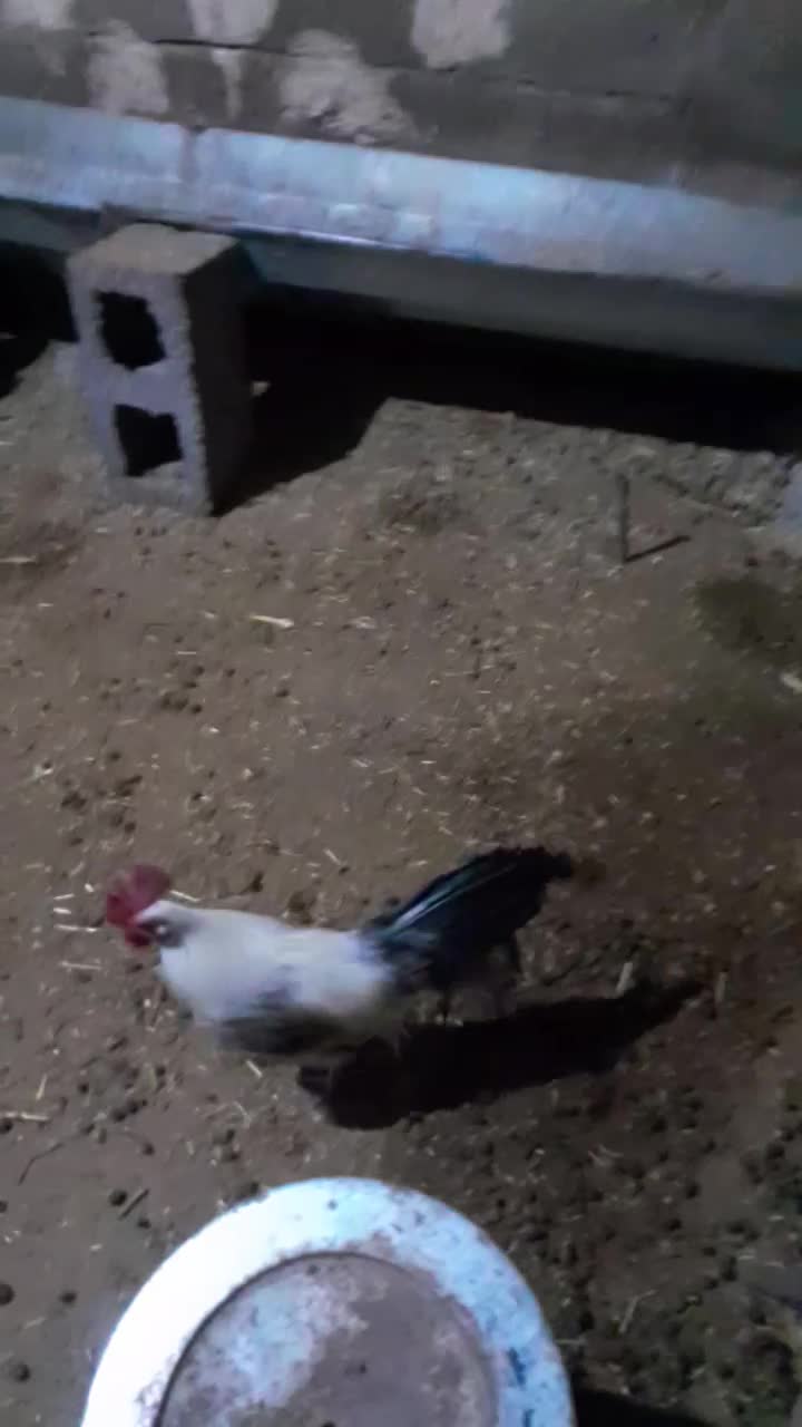 مرغ چاپنیز|حیوانات مزرعه|قره قوین, |دیوار